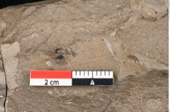 Foto (Detailansicht) von Banisteria carniolica Ettingshausen (NHMW-GEO-2024-0188-8023)